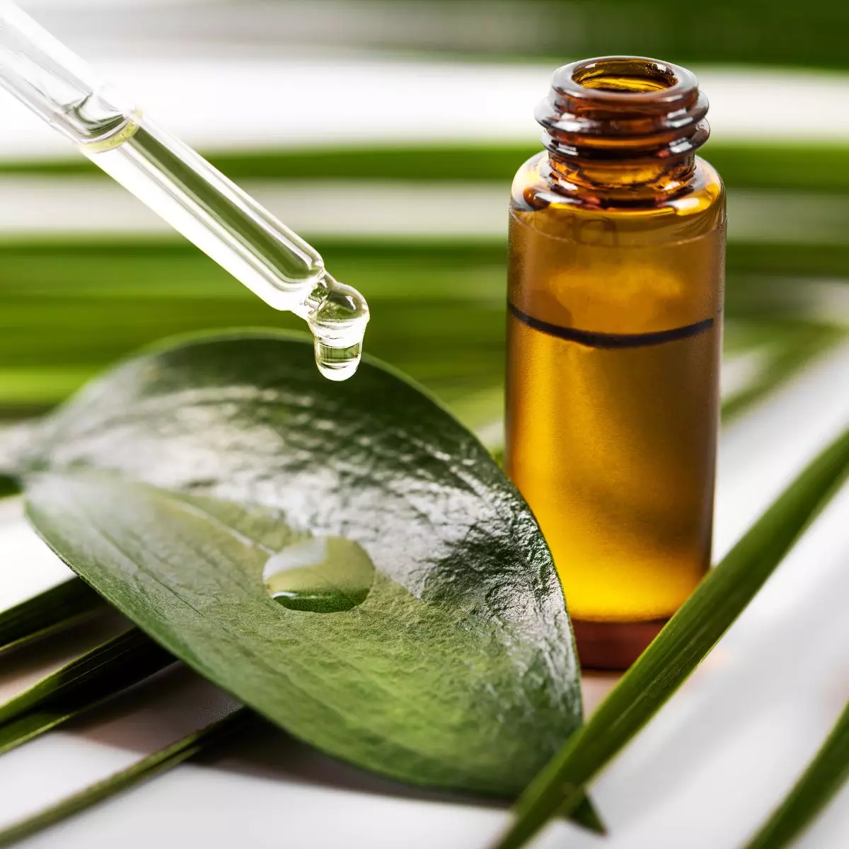 Apa Itu Tea Tree Oil?