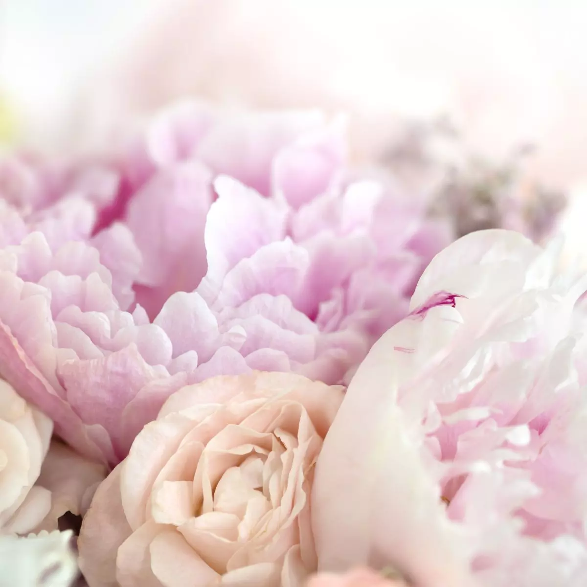 1. Aroma Floral (Bunga)