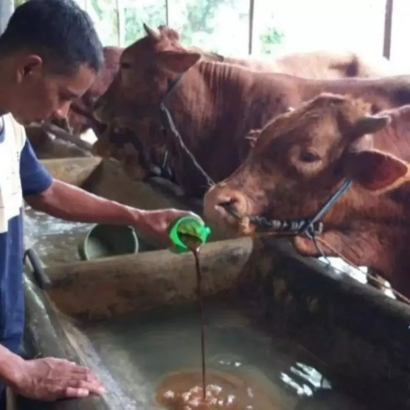Menggunakan Kalsium Propionat sebagai Pengawet Makanan dan Pakan Ternak