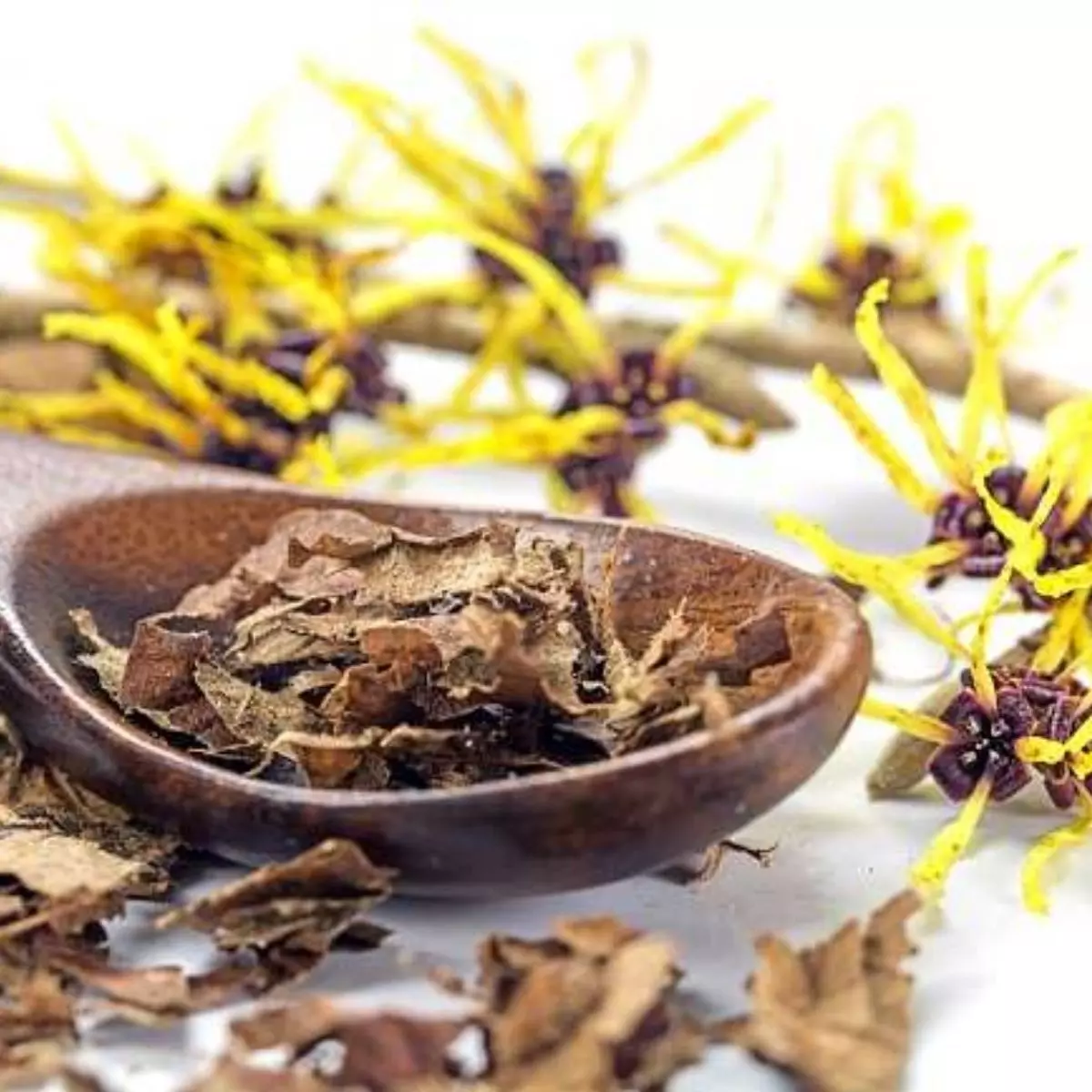 Apa Itu Witch Hazel?